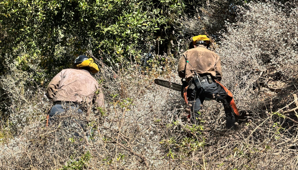 A wildfire mitigation team is using chain saws and hooks to clear away highly flammable debris in Tilden Park. Cr. M. Saarni